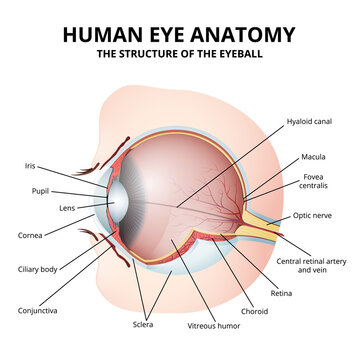 Schematic diagram of the human eye anatomy