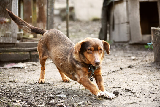 Cute dog in the village.Rural life photo