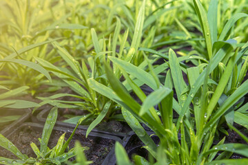 Obraz premium Young flower seedlings. Growing in a greenhouse. Selective focus. Toning.