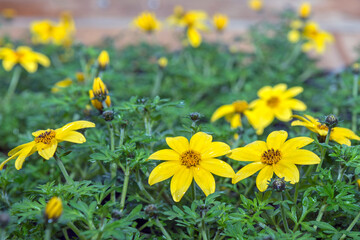 Obraz premium Young flower seedlings. Flowering sprouts. Growing in a greenhouse. Selective focus. Close up.