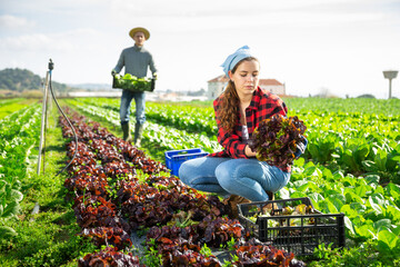 Young woman gardener harvesting red lettuce cultivar on family farm field on sunny spring day