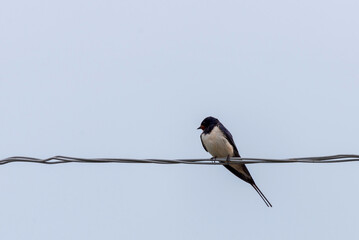 Swallow sitting on wires. Swallow bird in natural habitat