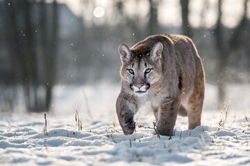 American cougar running on a snowy meadow