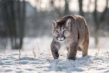 Foto auf Leinwand American cougar running on a snowy meadow © Martin