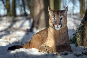 Portrait of a male American cougar © Martin