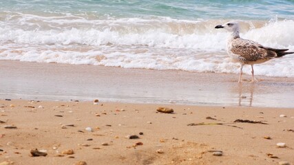 Seagulls sit on the shore of the blue sea.