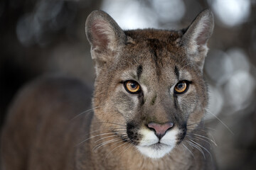 Portrait of a male American cougar