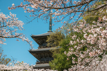 安来清水寺の満開の桜（島根県安来市）