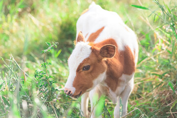 calf © Alejandro