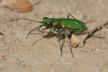 Green tiger beetle (Cicindela campestris)