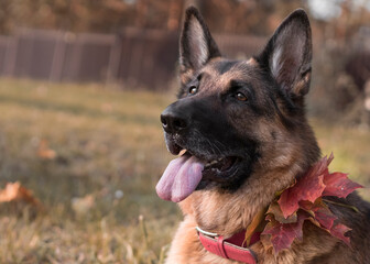german shepherd in the park in autumn with autumn foliage and a collar decorated with fallen leaves