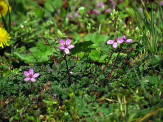 flowers in the forest
