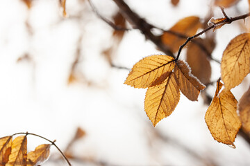 Dry brown leaves on a branch in mid-spring