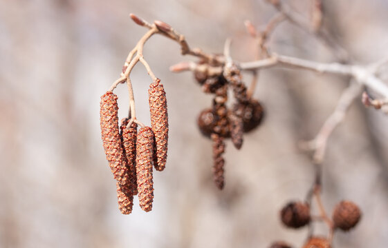 Bright brown earrings on an alder branch with cones
