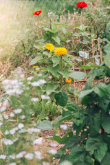 flower in the garden