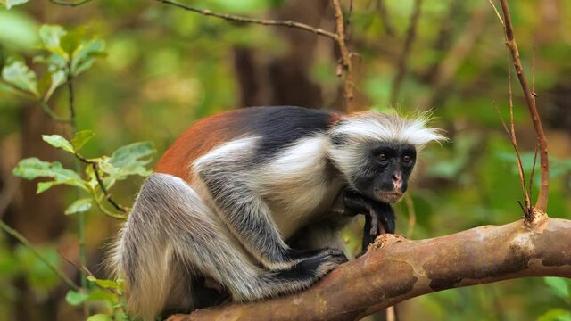 Zanzibar red colobus monkey sitting on tree and resting visible dark face. Wildlife at safari park with african animals. Tanzanian scientific expedition, filmed on cinema equipment 10 bit 6K downscale