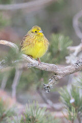Yellowhammer