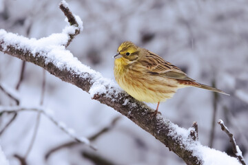 Yellowhammer
