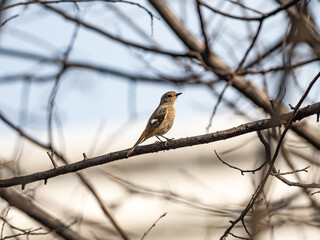 female daurian redstart perched in a bare tree 1