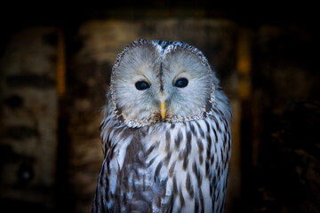Portrait of strix uralensis or ural owl