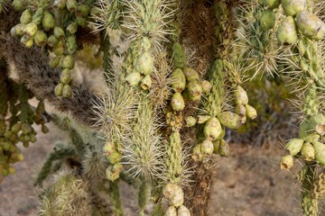 Cactus in Organ Pipe Cactus National Monument in Arizona USA