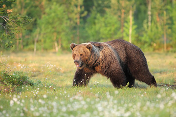 Obraz na płótnie Canvas The brown bear (Ursus arctos) walking through the Finnish taiga. A big male bear goes spring meadow. Big bear on a green background.