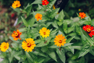 orange flowers in the garden