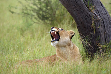 The Transvaal lion (Panthera leo krugeri) also known as the Southeast African lion .Lioness lying...