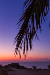 Palm on Cyprus island at sunset
