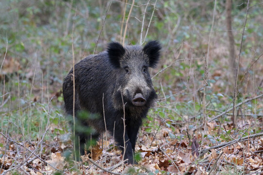 Wild boar photographed with a telephoto lens