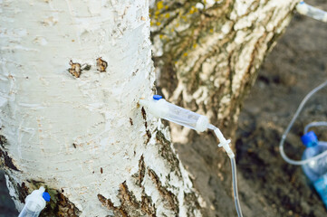 close-up - collecting birch sap using a medical tube, which is used for droppers, is inserted into...