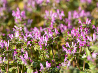 Henbit Deadnettle flowers in an empty field 2