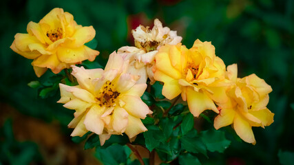 daffodils in the garden