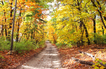 Obraz premium Road in autumn forest