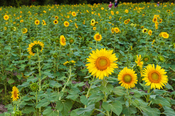 満開のひまわり