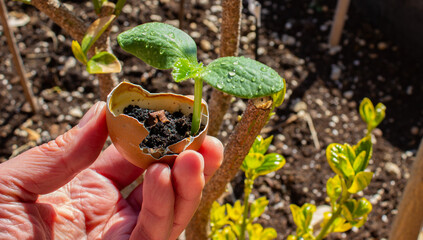 A woman's hand holds an eggshell with a pumpkin sprout grown inside.
