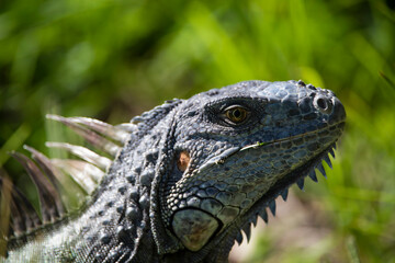 Closeup of Green iguana lizard of the genus basking in the sun South Florida. Amazon jungle fauna,...
