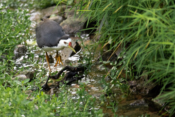 white breasted waterhen hunting by a stream