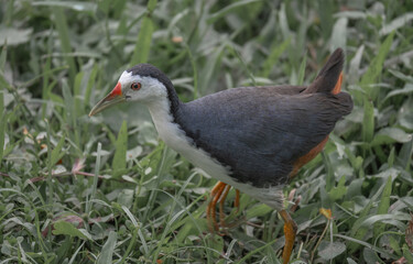 closeup of a white breasted waterhen walking about in a field