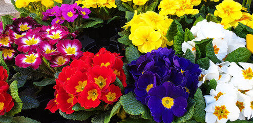 Panorama of multicolored Primula vulgaris flowers.