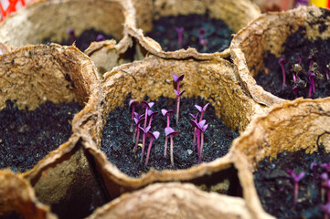 close-up - seedlings of purple basil growing in peat pots at home