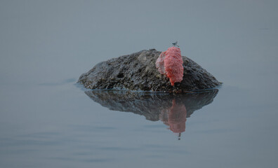 dragonfly on pink snail eggs on a small rock island in the middle of a lake