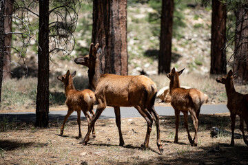 Forest animals wildlife. Deer Fawn, Bambi, capreolus. White-tailed young roe deer.