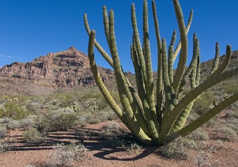 Organ Pipe Cactus (Stenocereus thurberi) in Organ Pipe Cactus National Monument in Arizona USA