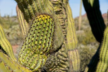 Organ Pipe Cactus (Stenocereus thurberi) in Organ Pipe Cactus National Monument in Arizona USA