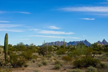 Organ Pipe Cactus National Monument in Arizona USA - Protected area of the Sonoran Desert