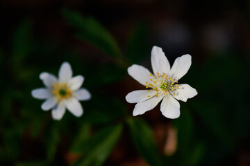 Obraz na płótnie Canvas Flowers in the woods in spring. Nemorous anemonoides