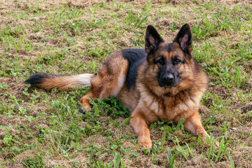 German grass dog lying down, with an attentive gaze, with its ears pricked, its mouth open, its teeth are visible and its tongue sticking out of its mouth towards the left of the photo. Lying on the g