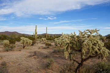 Organ Pipe Cactus National Monument in Arizona USA - Protected area of the Sonoran Desert