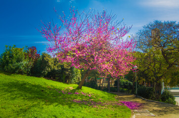 pink tree with blue sky
